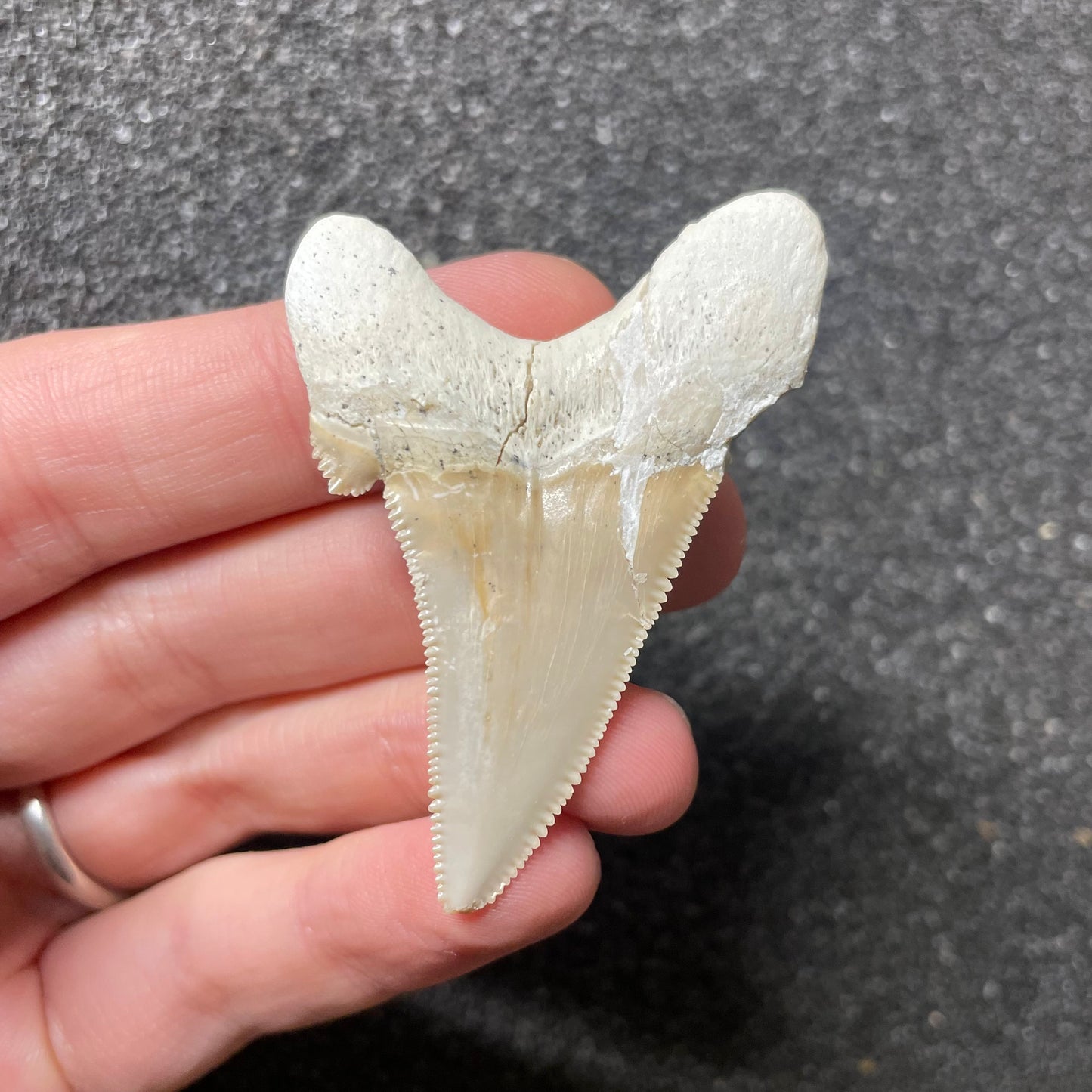 F2501 | Squalo | Otodus sokolovi