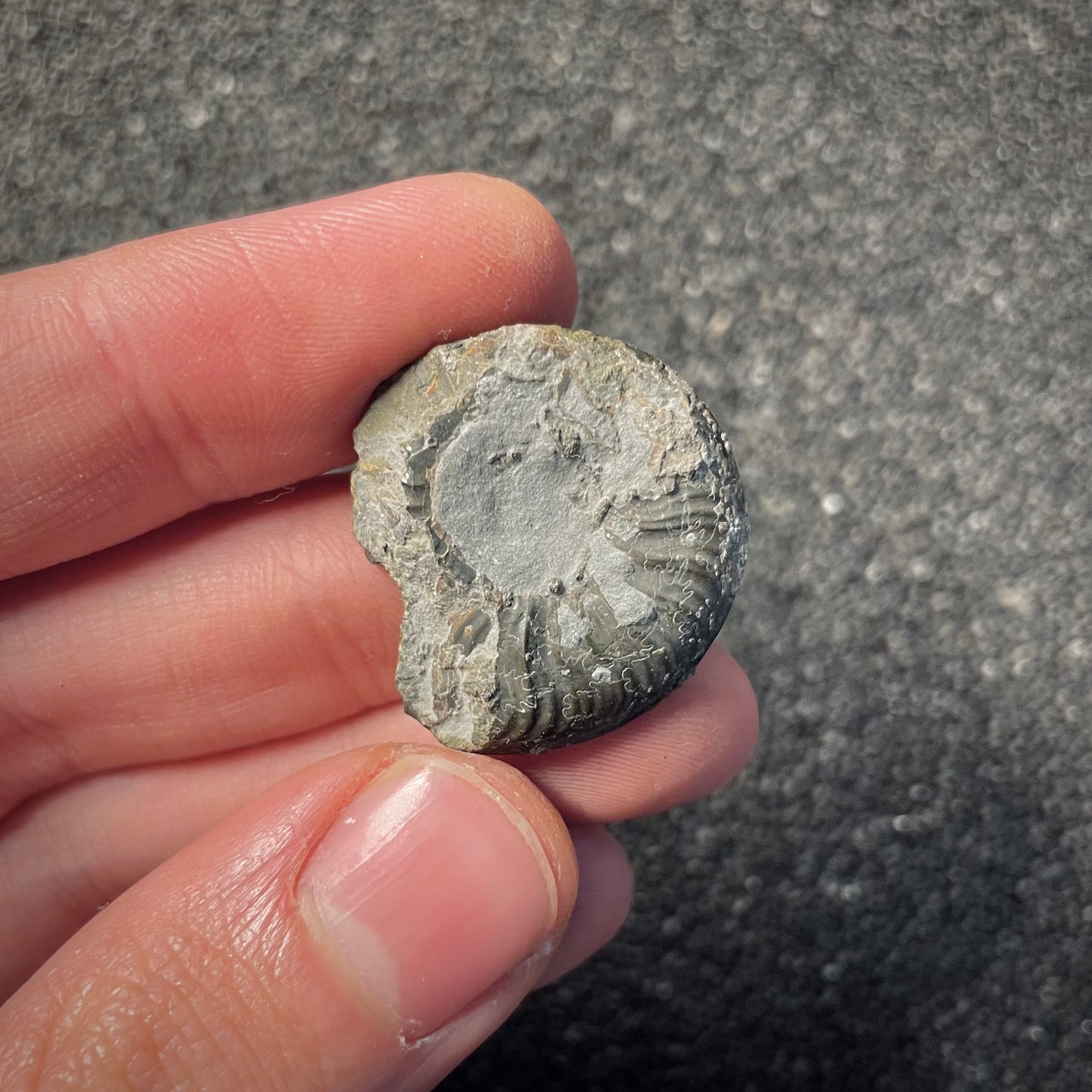 F2174 | Ammonite | Graphoceratidae indet.