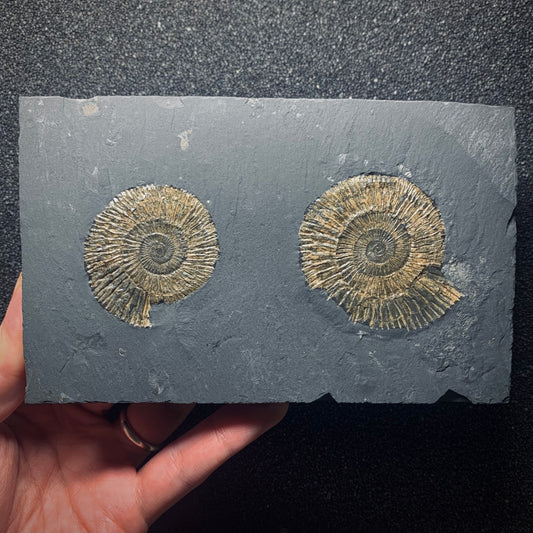 F619 | Ammonite | Dactylioceras commune