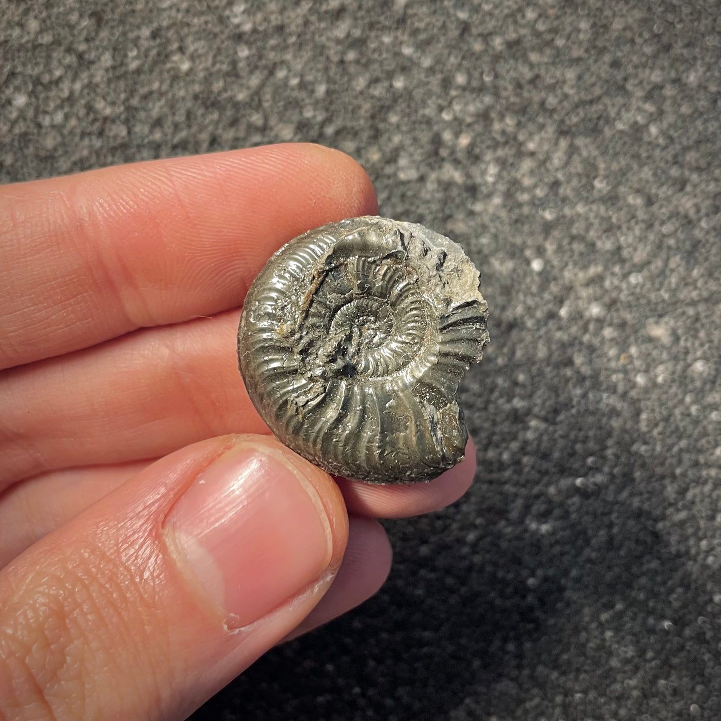 F2174 | Ammonite | Graphoceratidae indet.