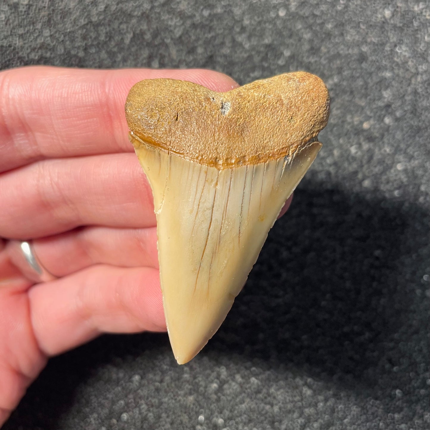 F2311 | Squalo | Carcharodon hastalis
