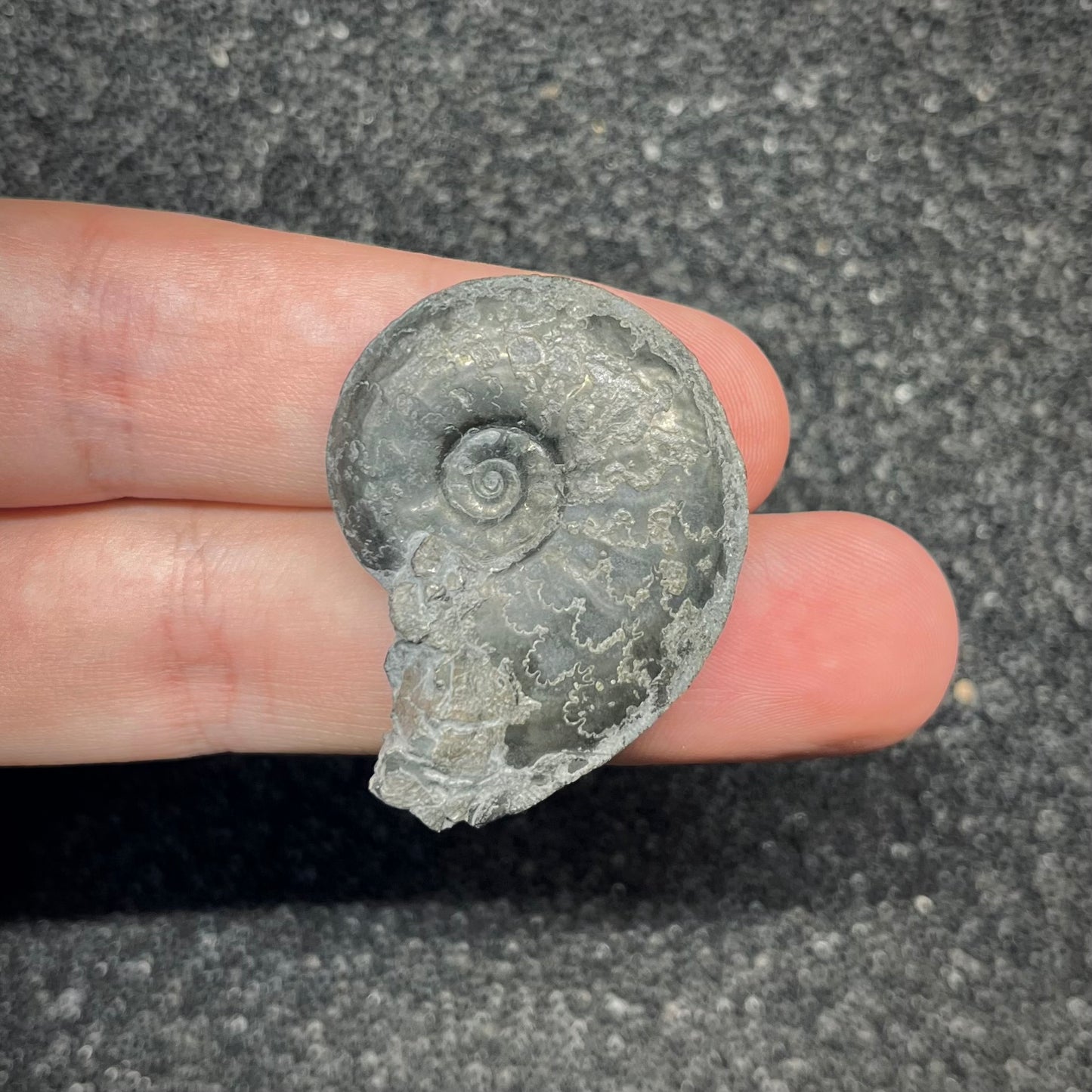 F2887 | Ammonite | Graphoceratidae indet.