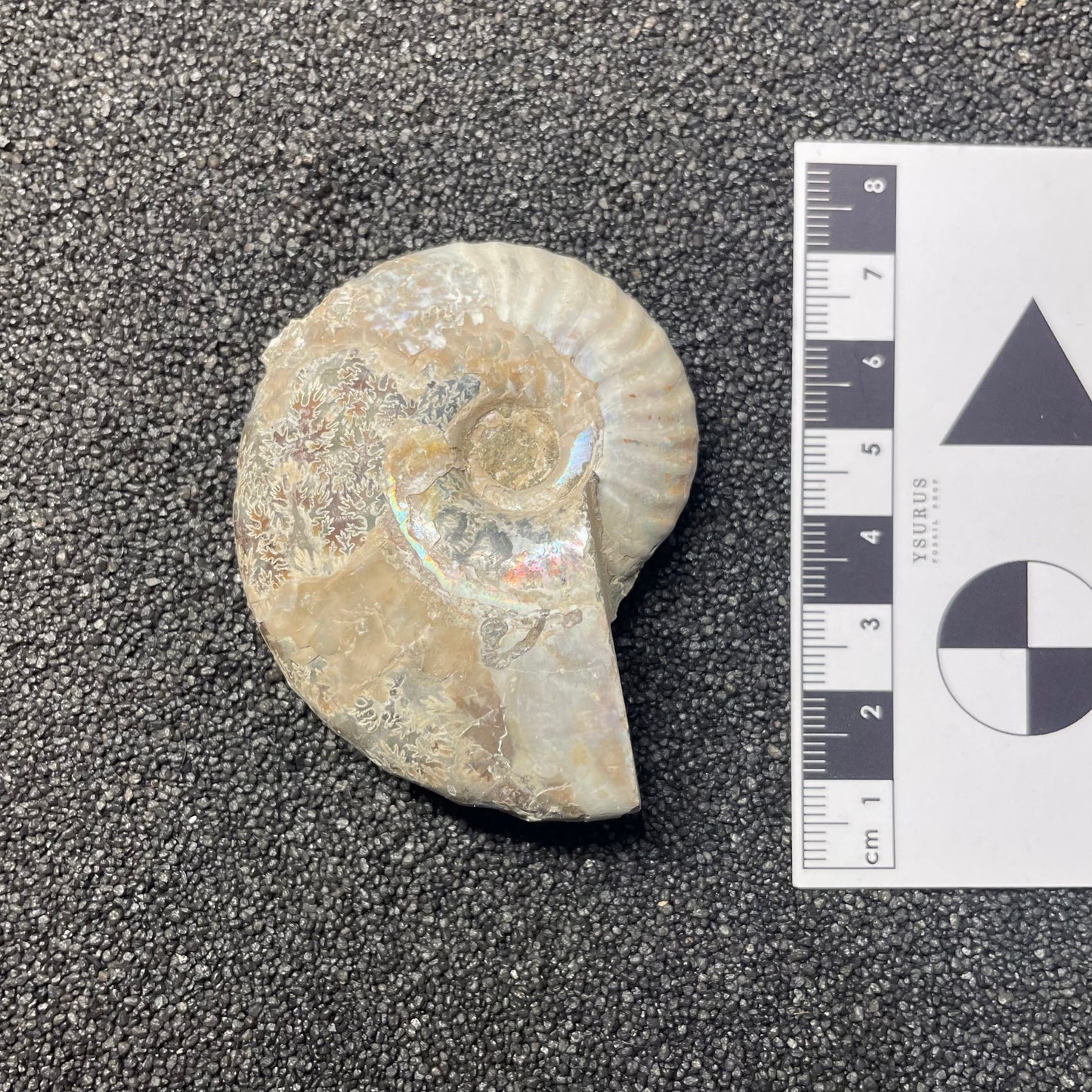 F2383 | Ammonite | Cleoniceras sp.