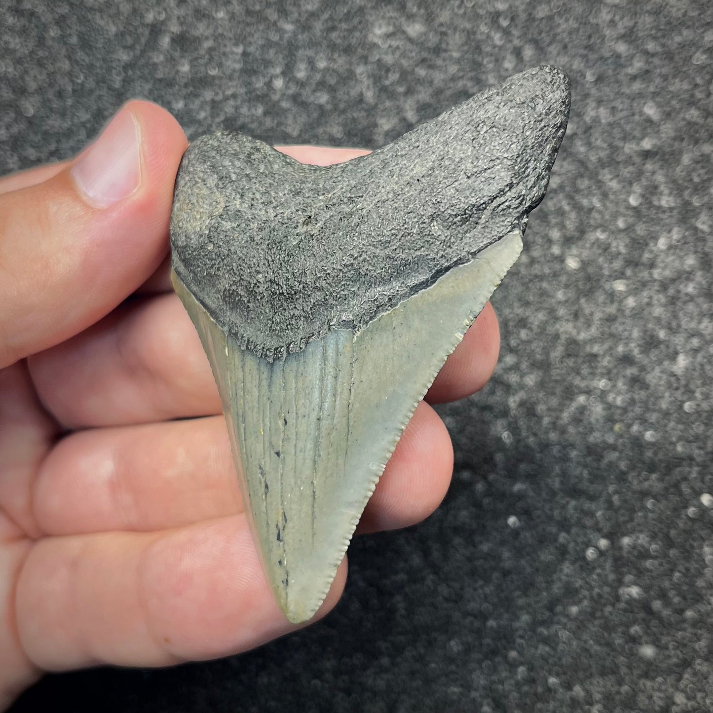 F2875 | Squalo | Otodus megalodon