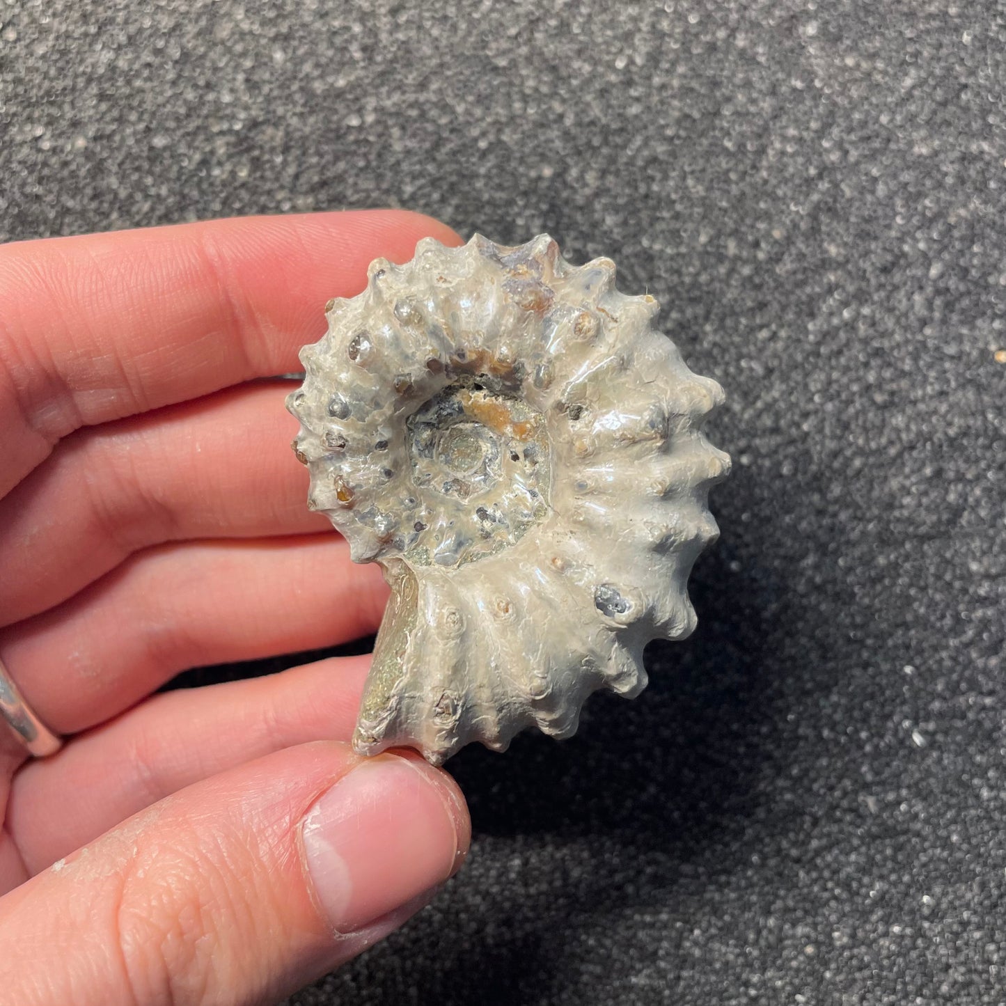 F2386 | Ammonite | Douvilleiceras sp.