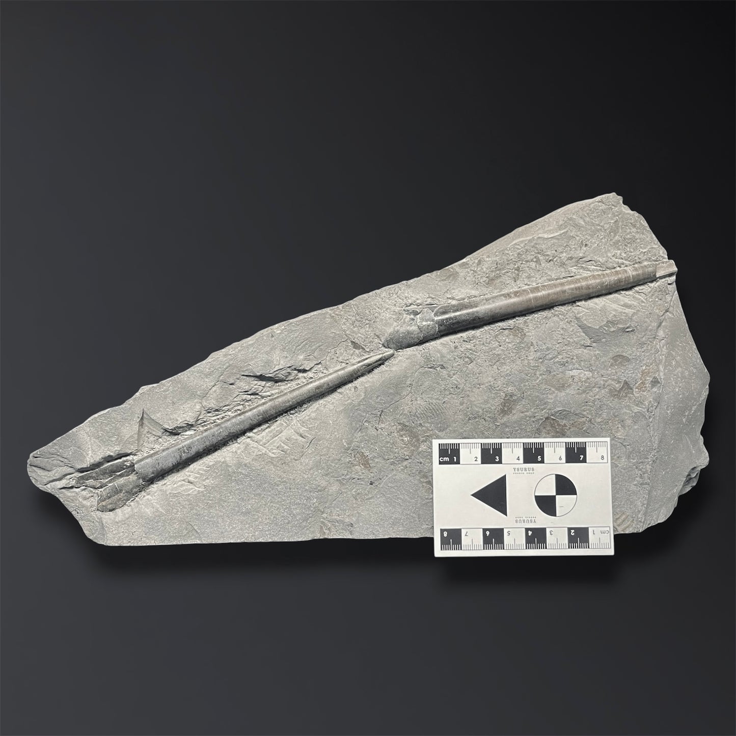 F2804 | Belemnite | Belemnoidea indet.