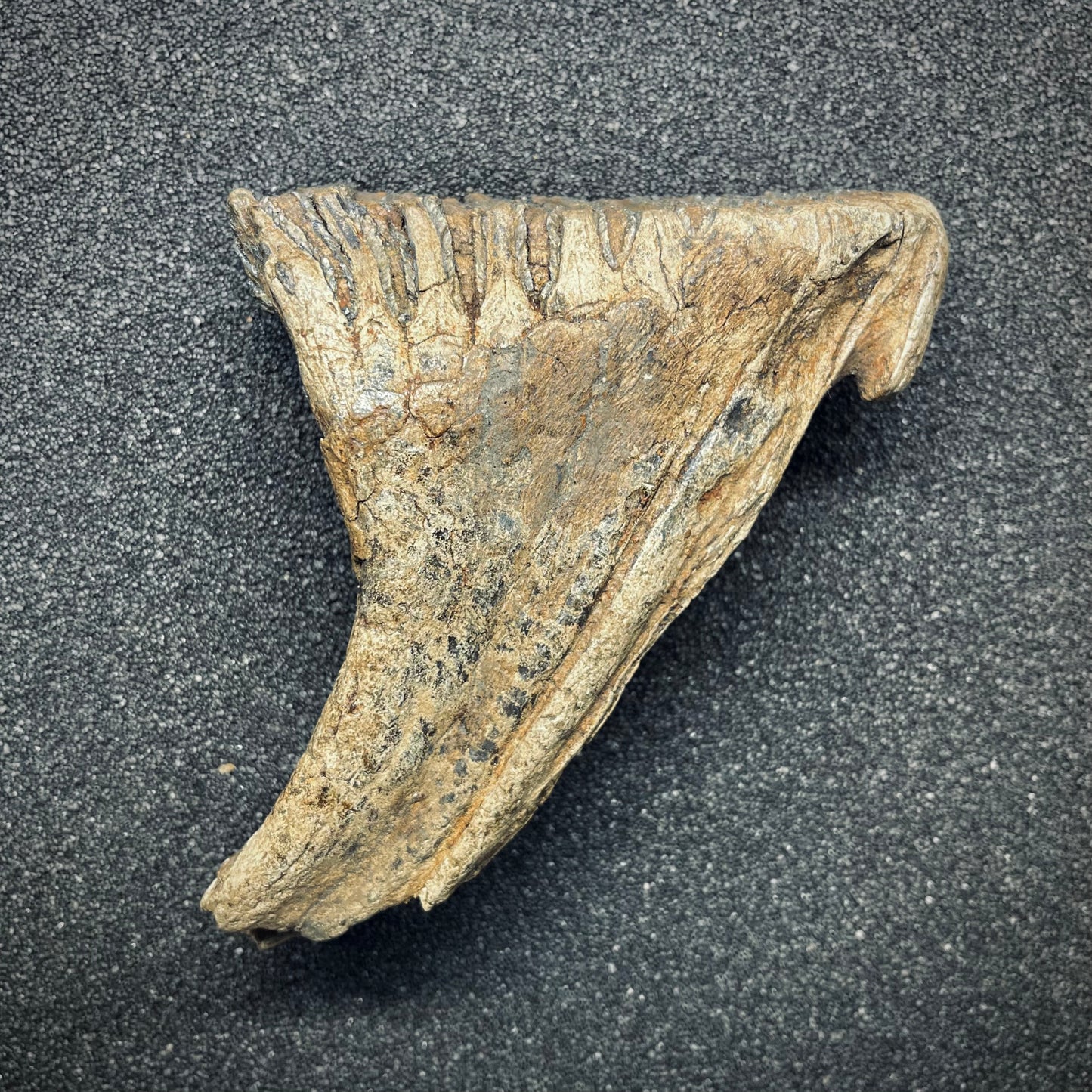 F2785 | Mammut | Mammuthus sp.