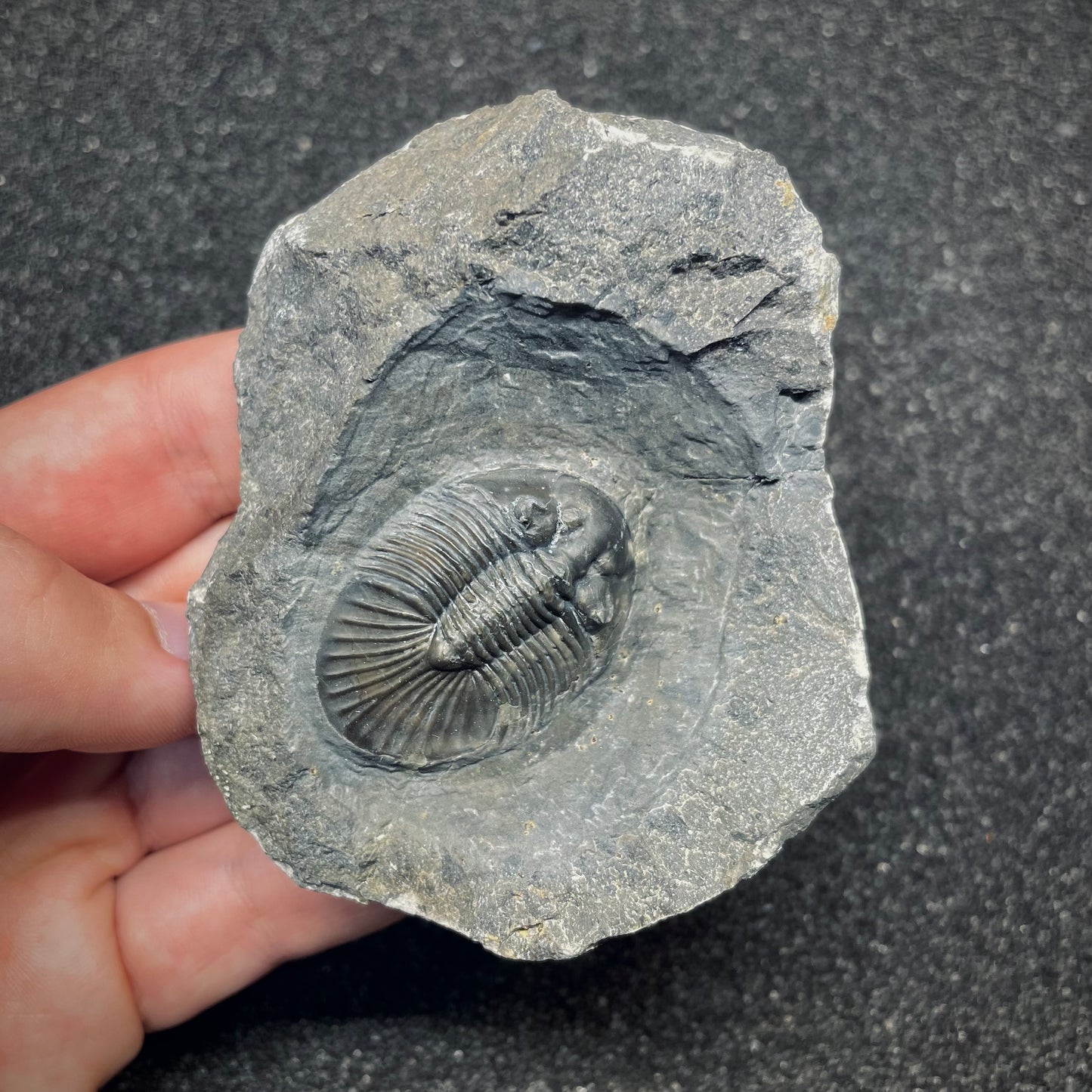 F2614 | Trilobite | Scabriscutellum sp.