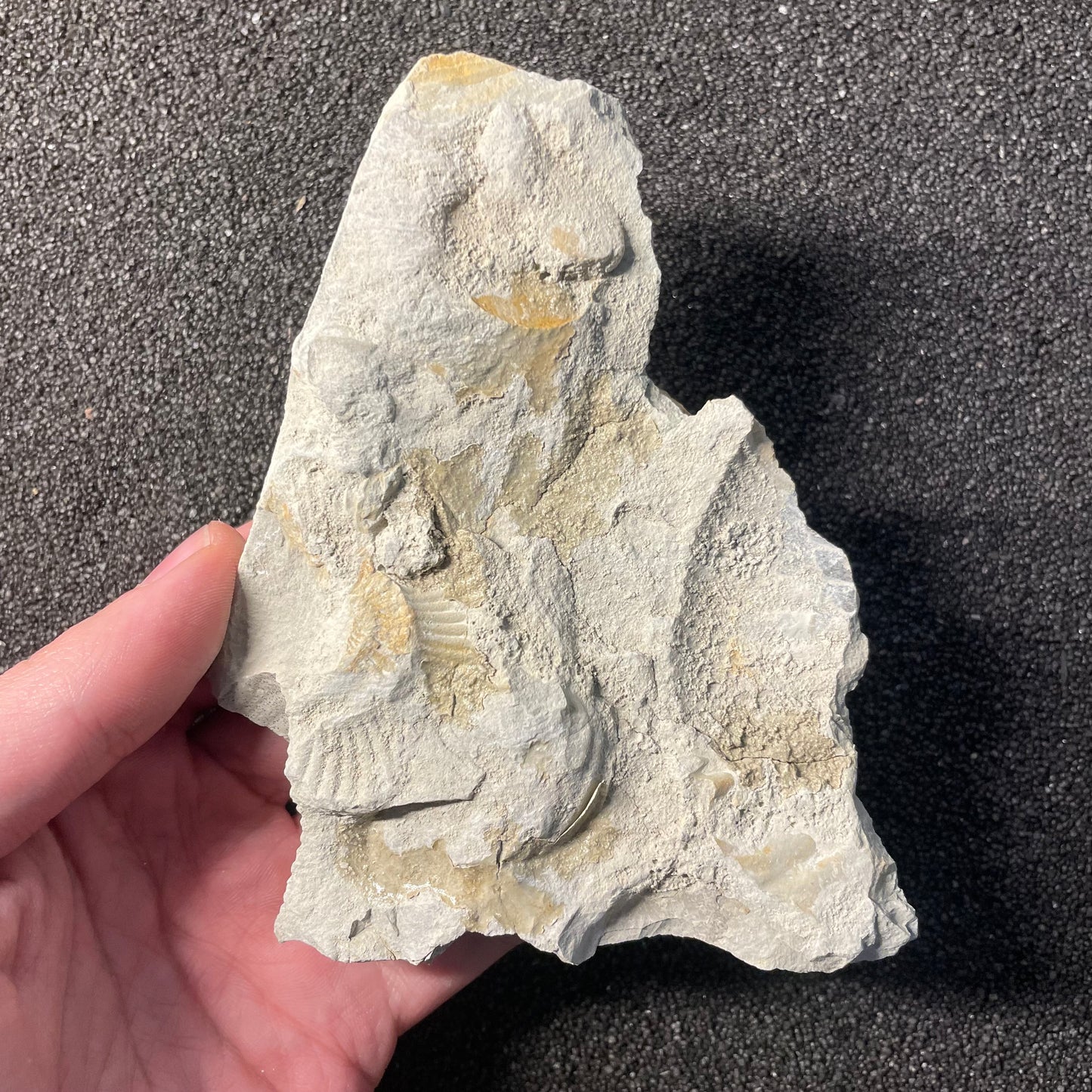 F2532 | Ammonite | Ataxioceras sp.