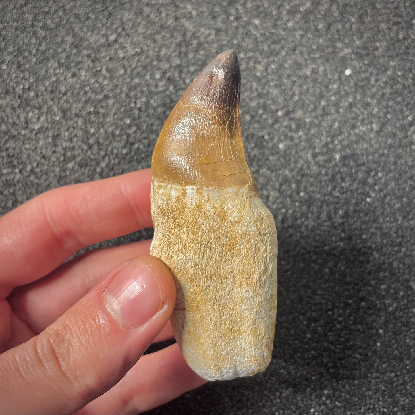 F2194 | Mosasauro | Prognathodon sp.