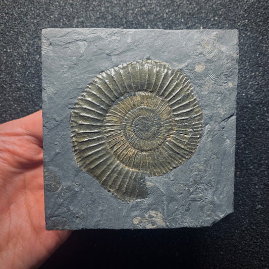 F616 | Ammonite | Dactylioceras commune