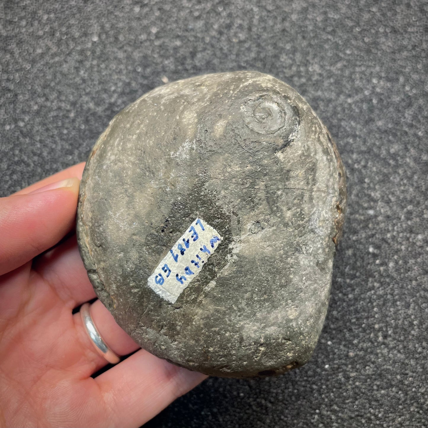 F2809 | Ammonite | Dactylioceras commune