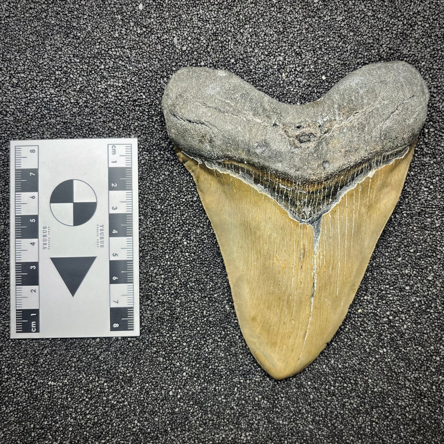F2935 | Squalo | Otodus megalodon