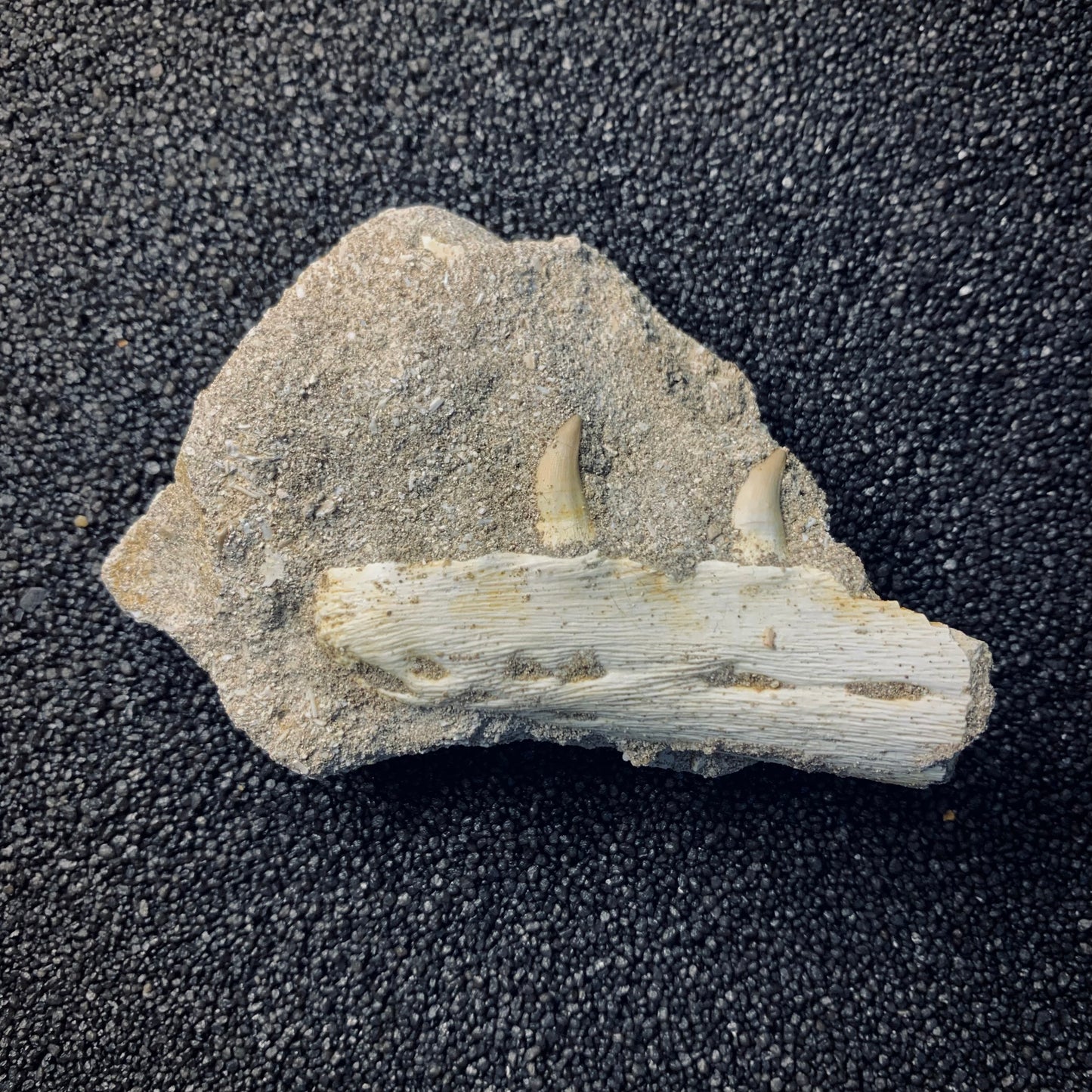 F536 | Mosasauro | Halisaurus arambourgi