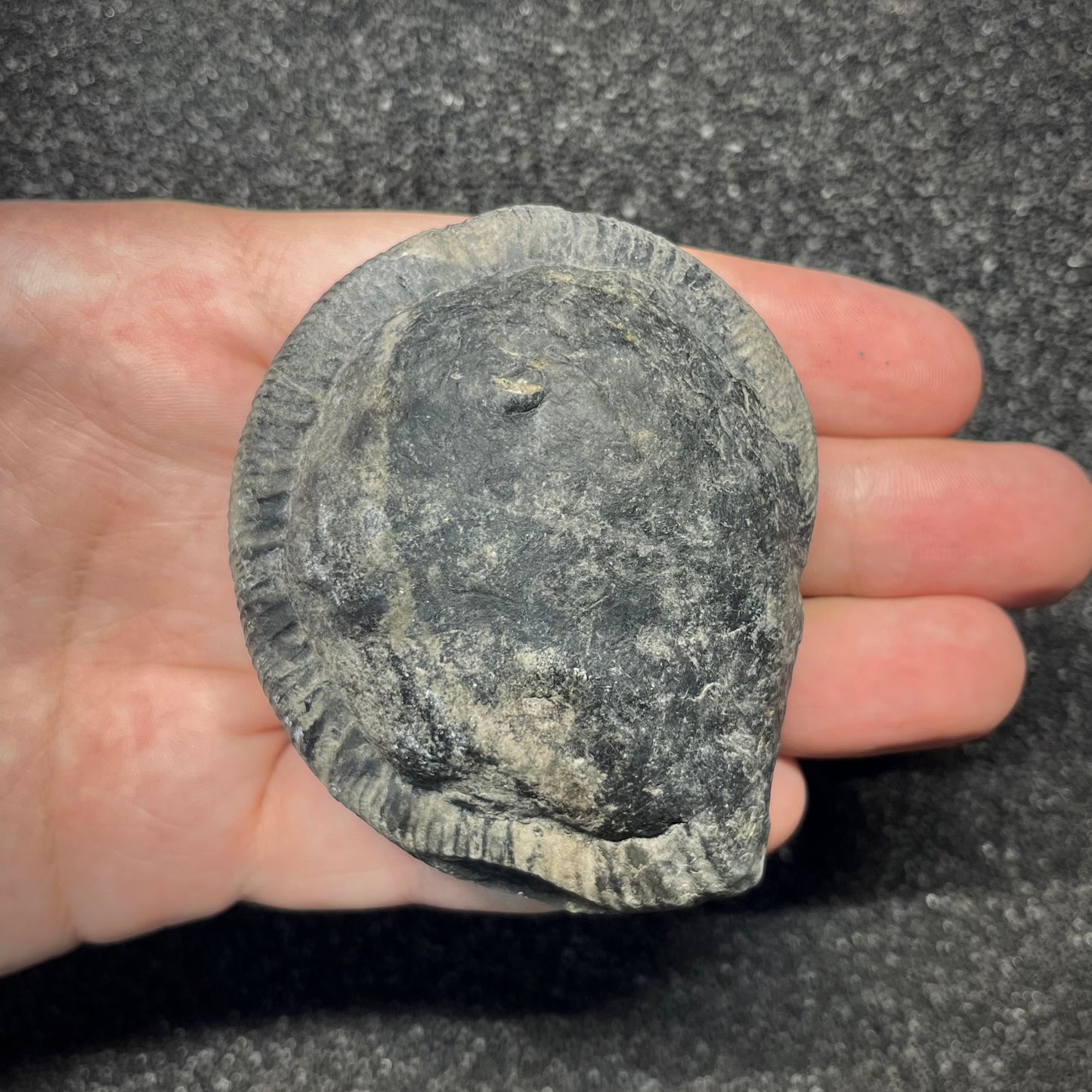 F2910 | Ammonite | Perisphinctidae indet.