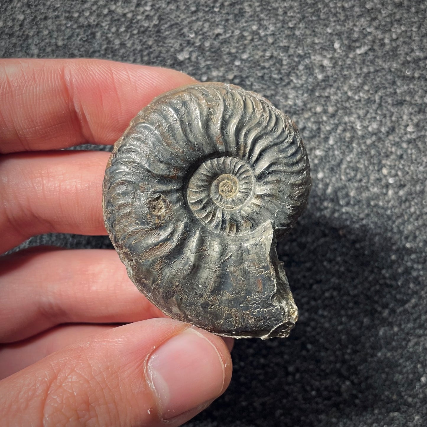 F2548 | Ammonite | Pleydellia sp.