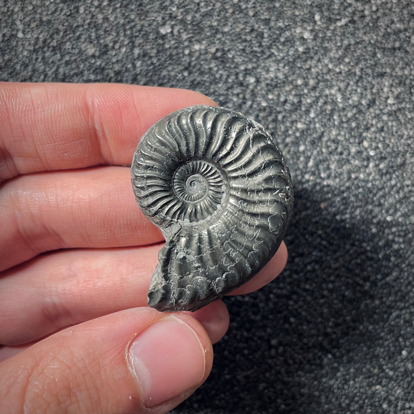 F2544 | Ammonite | Pleydellia sp.