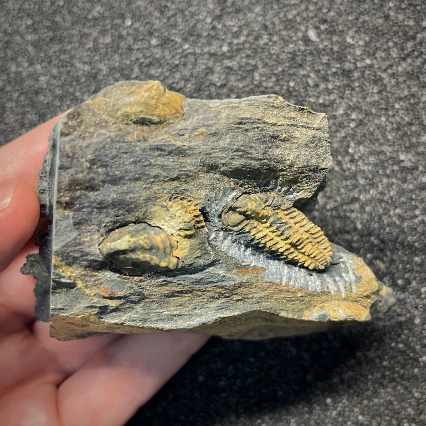 F2943 | Trilobite | Placoparia tournemini