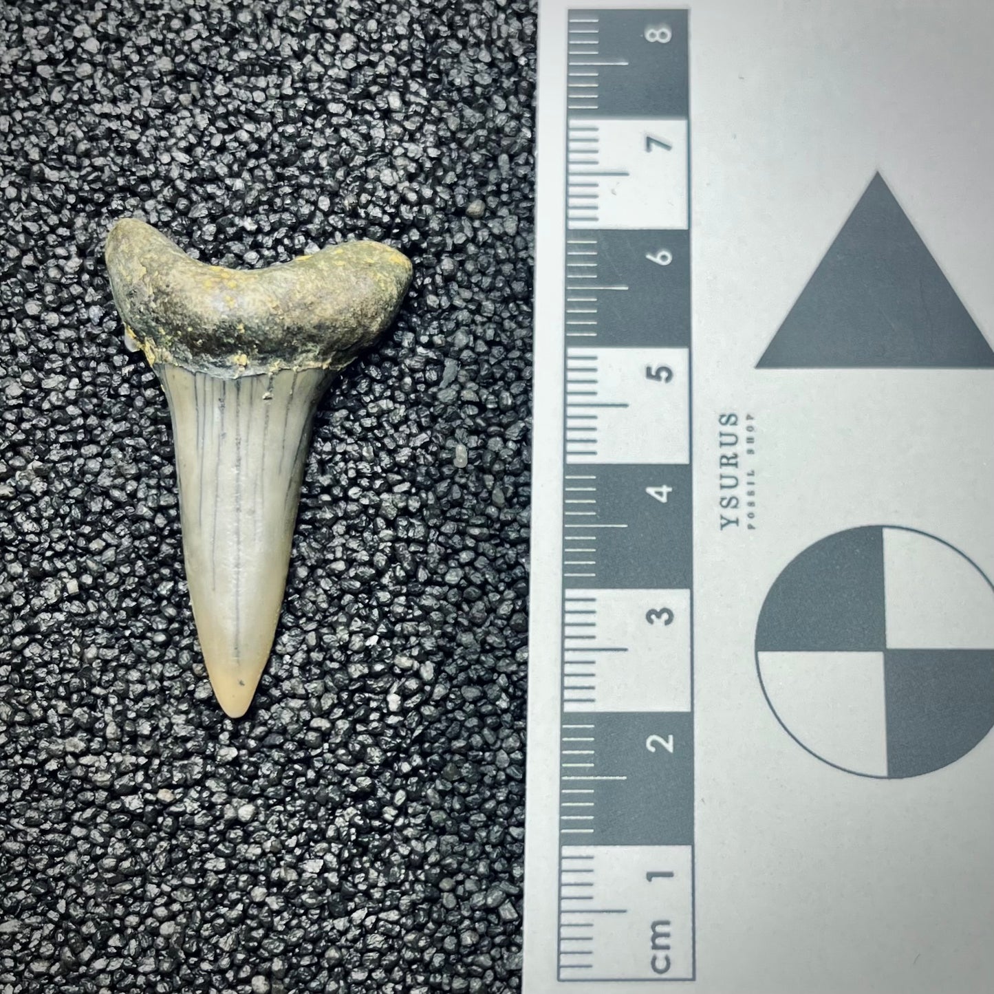 F2739 | Squalo | Odontaspididae indet.