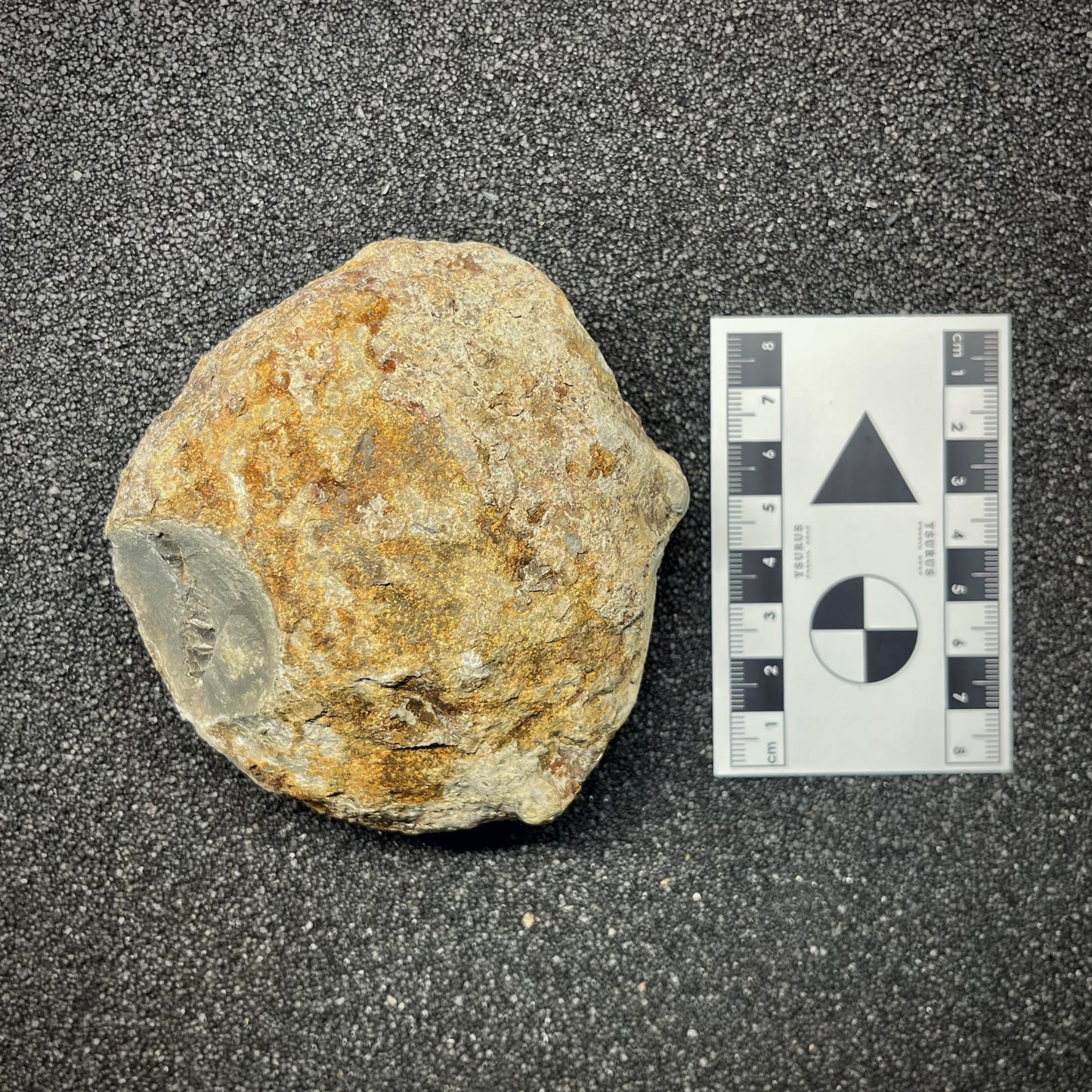 FNP27 | Fossile da preparare | Ammonite | Dactylioceratidae indet.