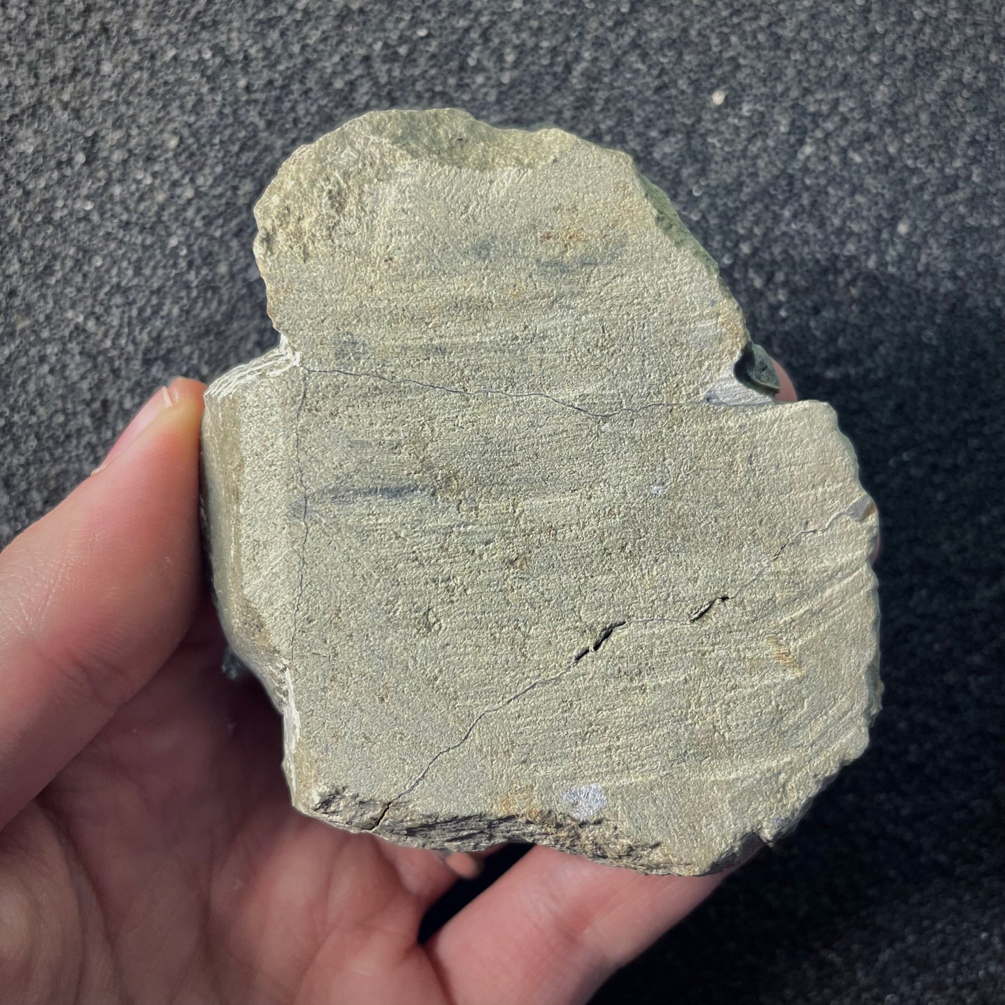 F2612 | Trilobite | Phacopidae indet.