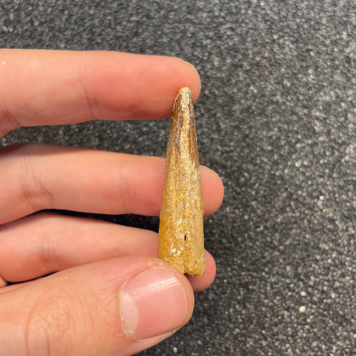 F3108 | Dinosauro | Spinosaurus aegyptiacus