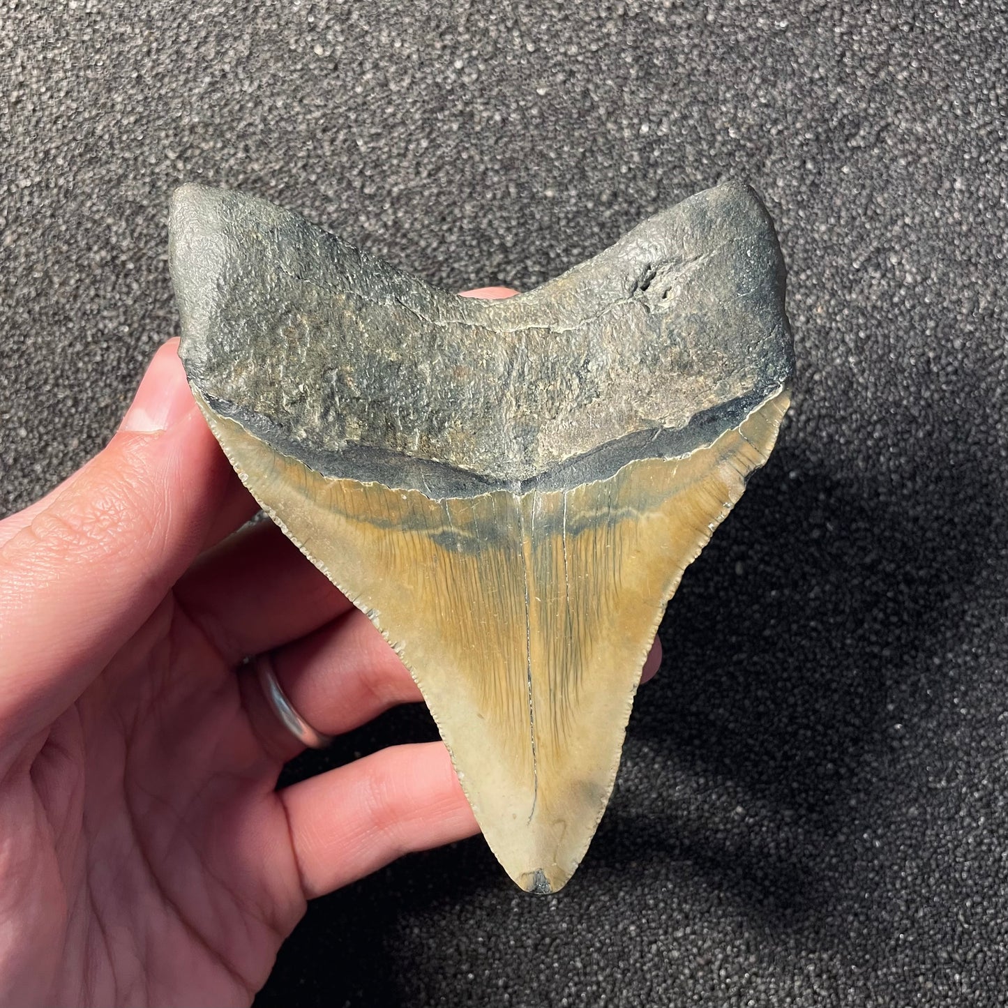 F2361 | Squalo | Otodus megalodon