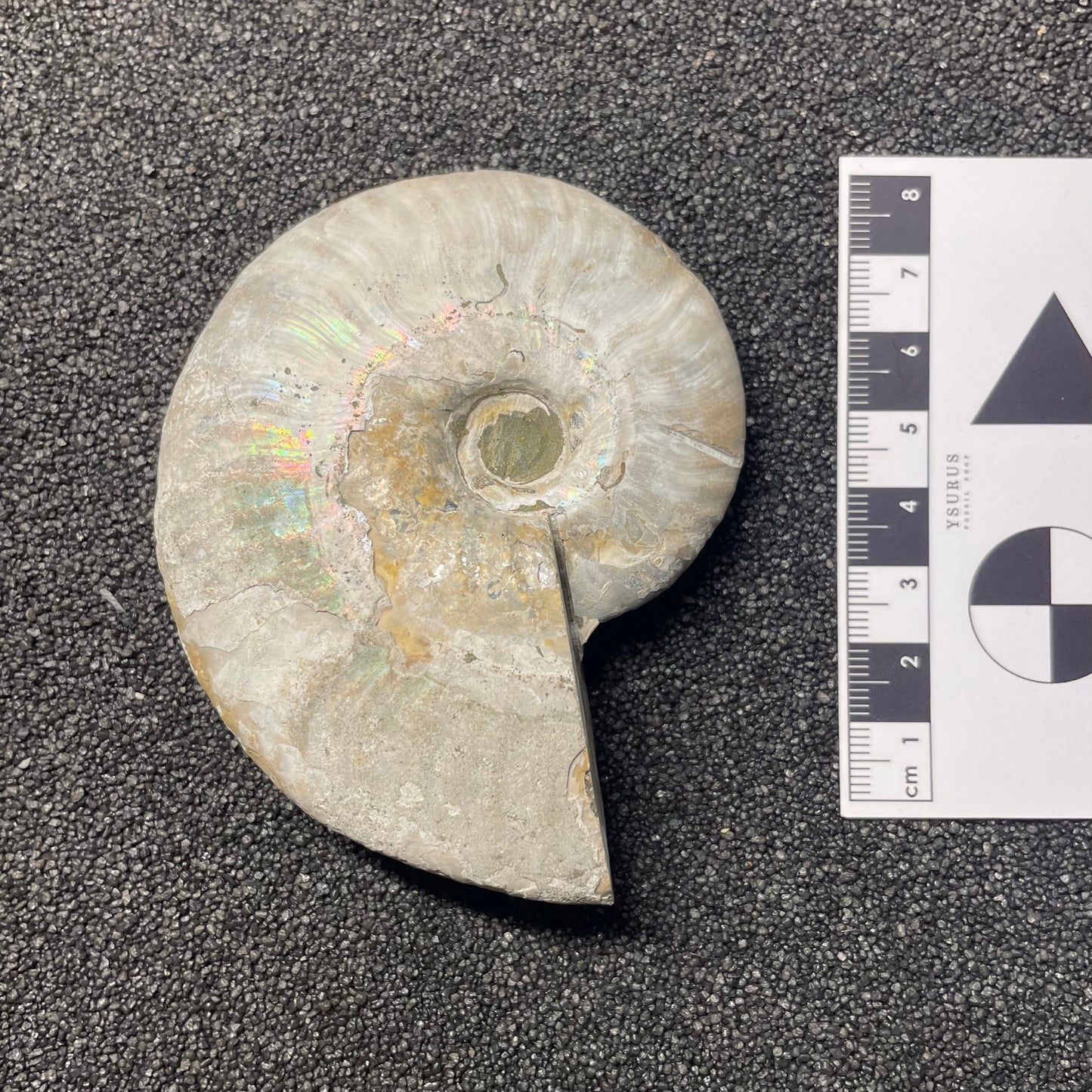 F2381 | Ammonite | Cleoniceras sp.