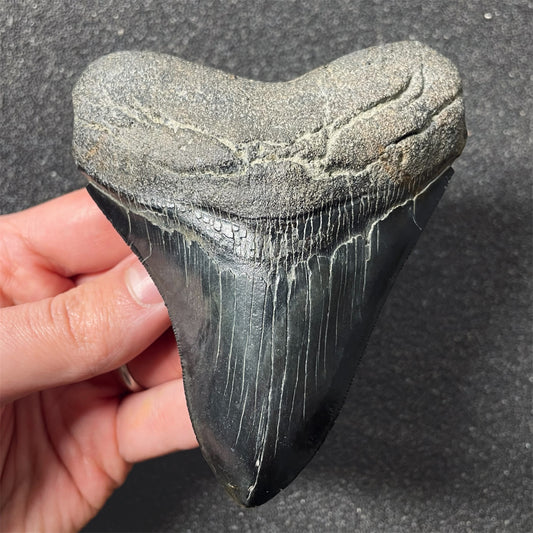 F2436 | Squalo | Otodus megalodon