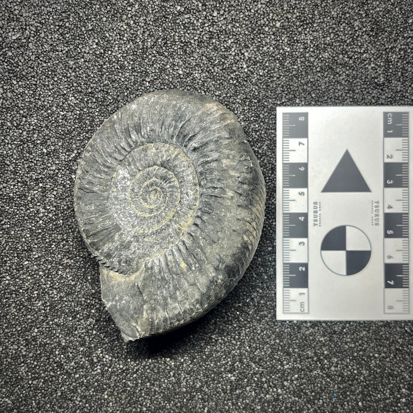 F2912 | Ammonite | Perisphinctidae indet.