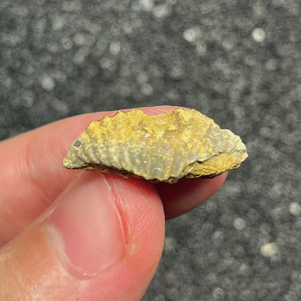 F2949 | Brachiopode | Brachiopoda indet.