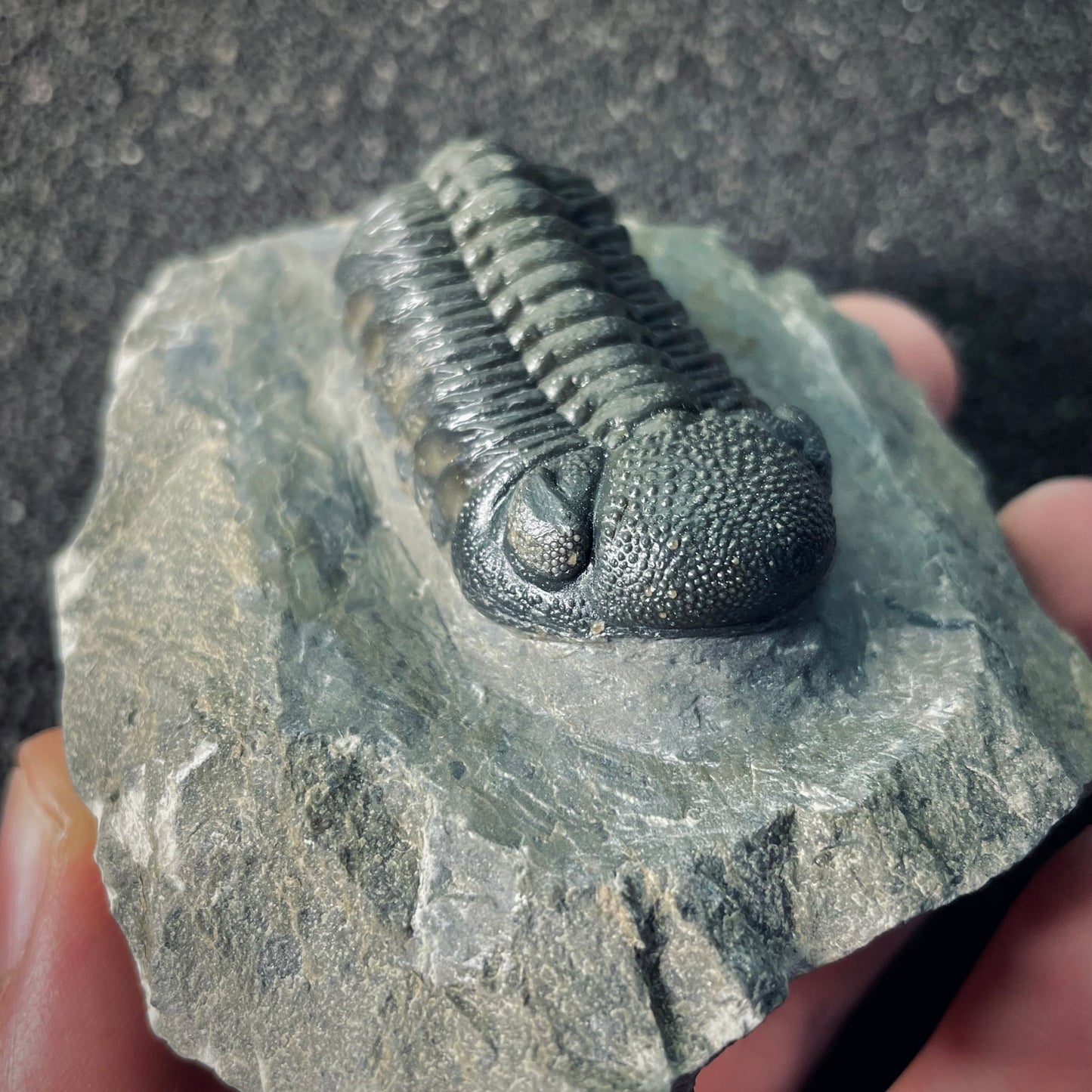 F2611 | Trilobite | Phacopidae indet.