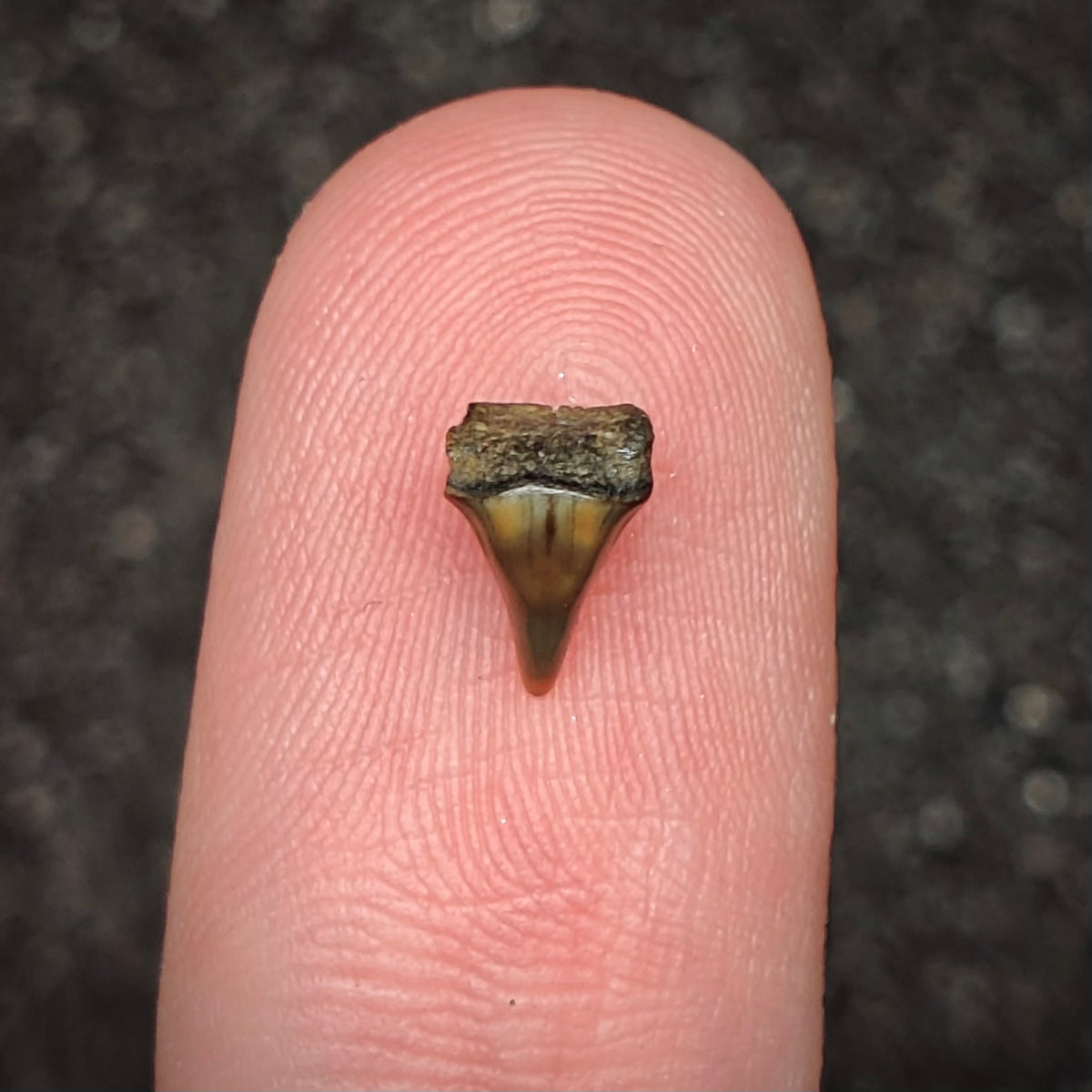 F3021 | Squalo | Squatina sp.