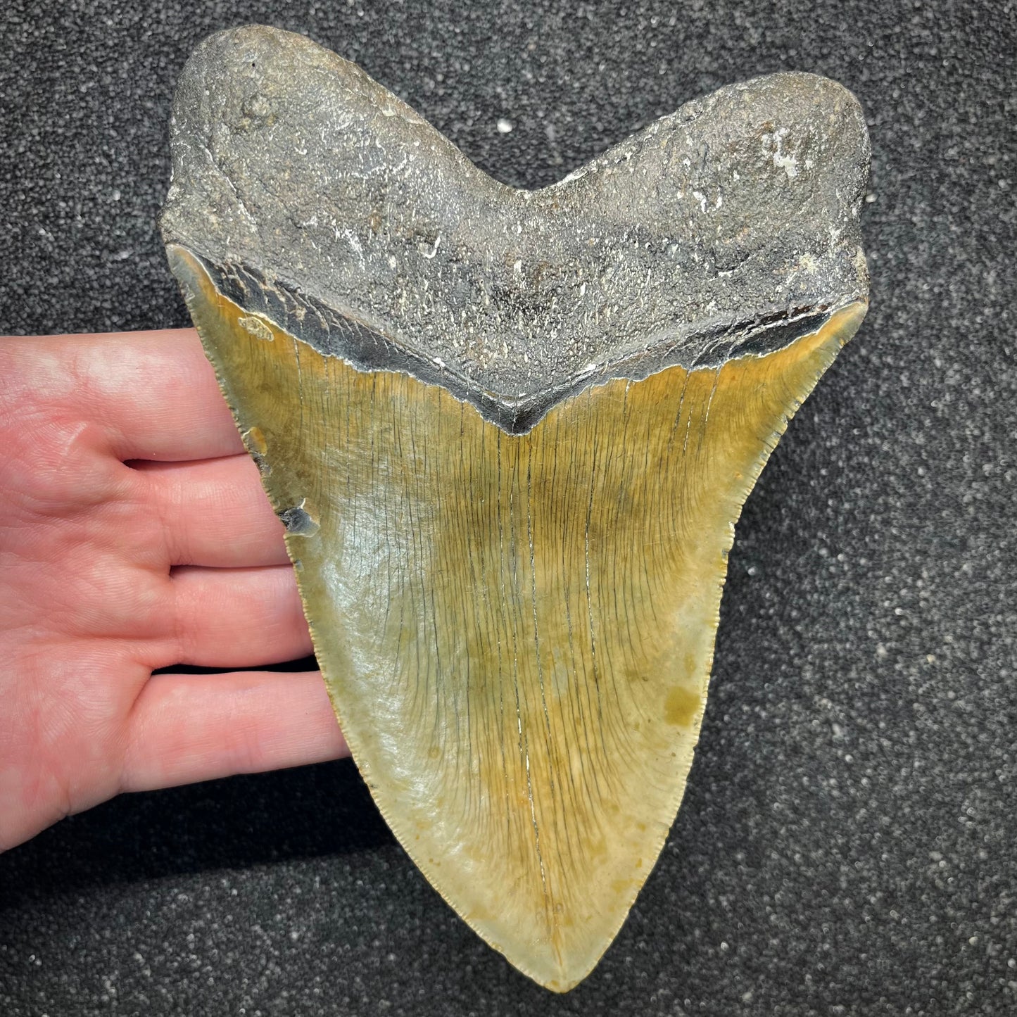 F2933 | Squalo | Otodus megalodon