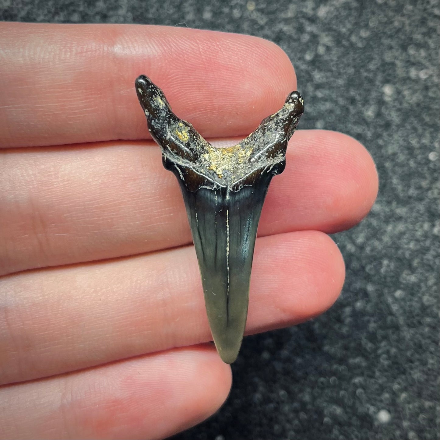 F2733 | Squalo | Odontaspididae indet.
