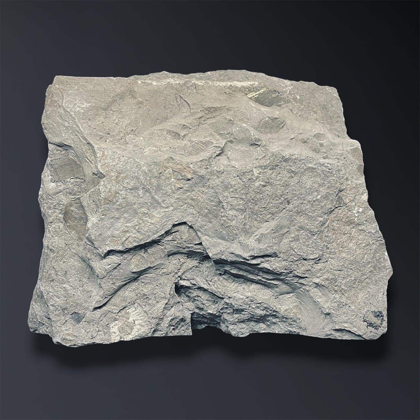 F2806 | Belemnite | Belemnoidea indet.