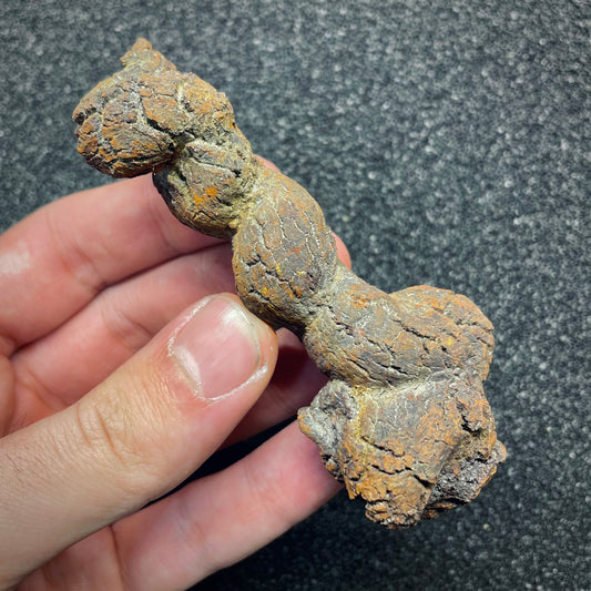 F2763 | Coprolite - Cololite | Testuggine