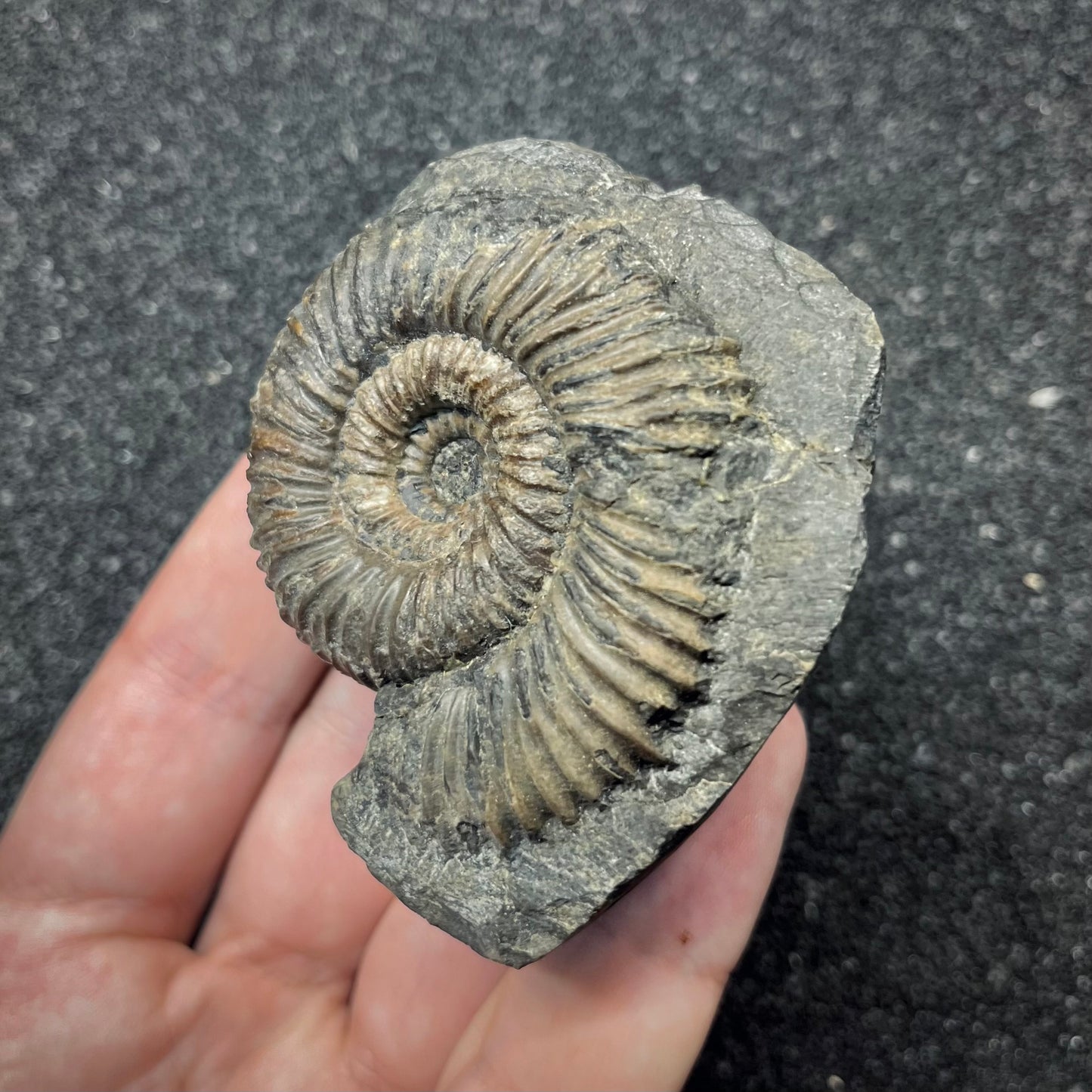 F2819 | Ammonite | Parkinsonia sp.