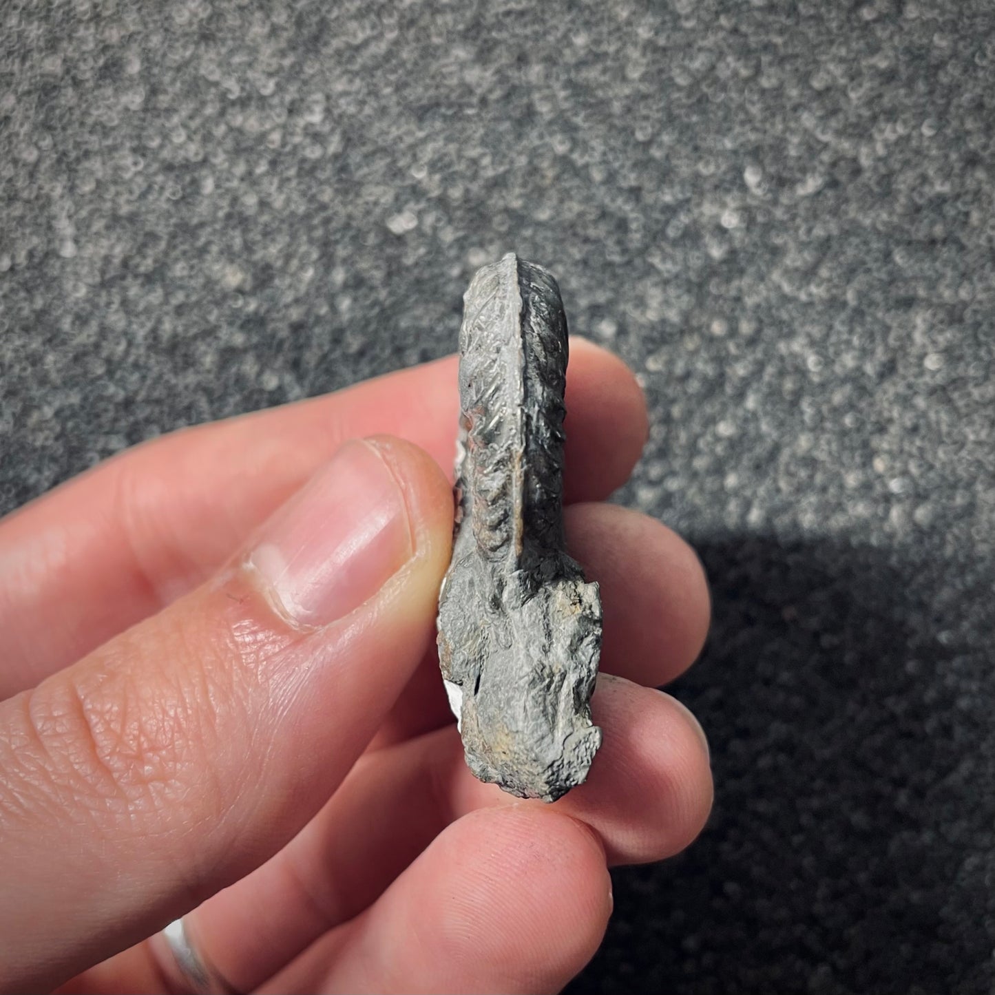 F2544 | Ammonite | Pleydellia sp.