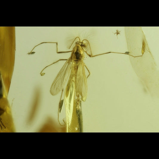 F2860 | Ambra con inclusione | Chironomidae indet.