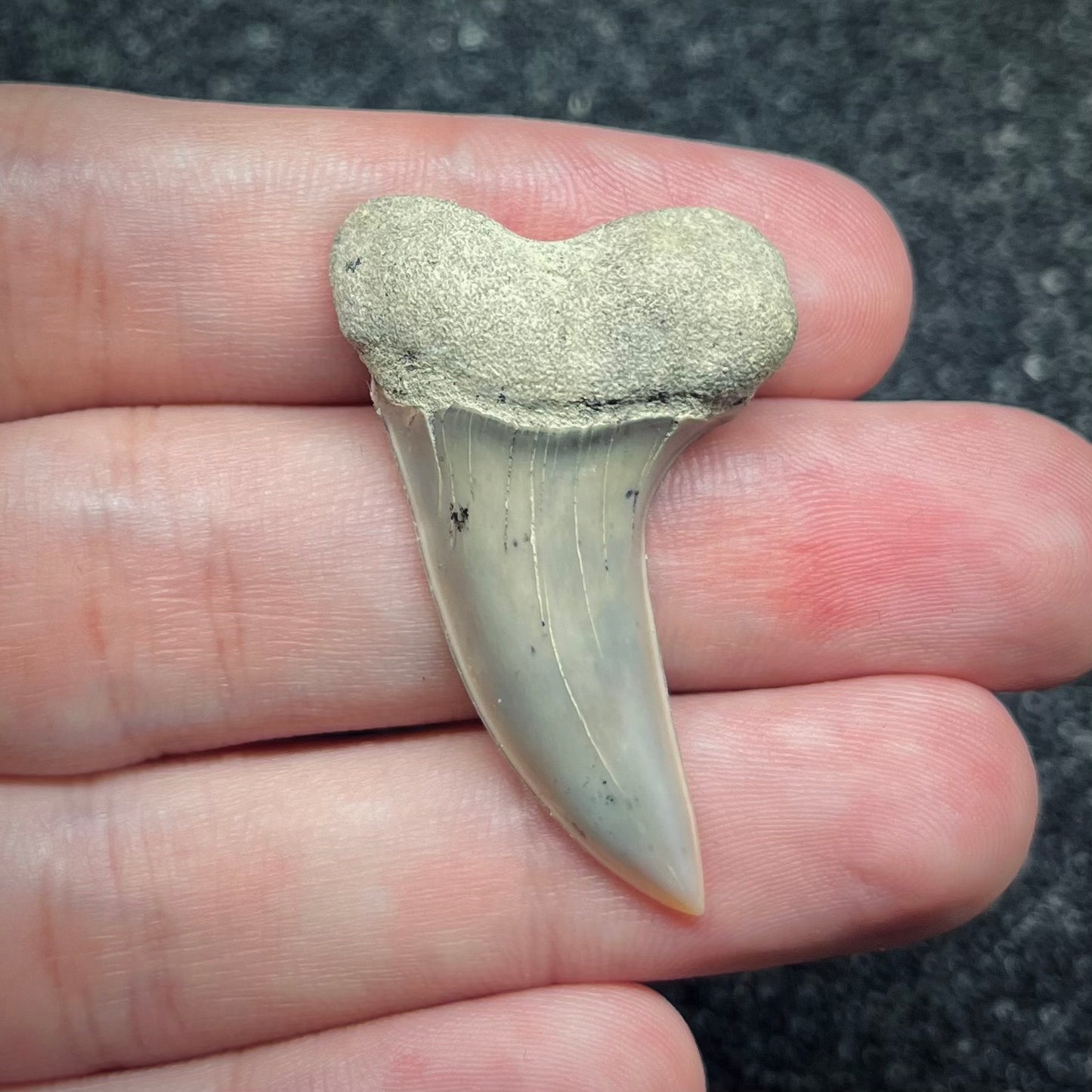 F2747 | Squalo | Carcharodon planus