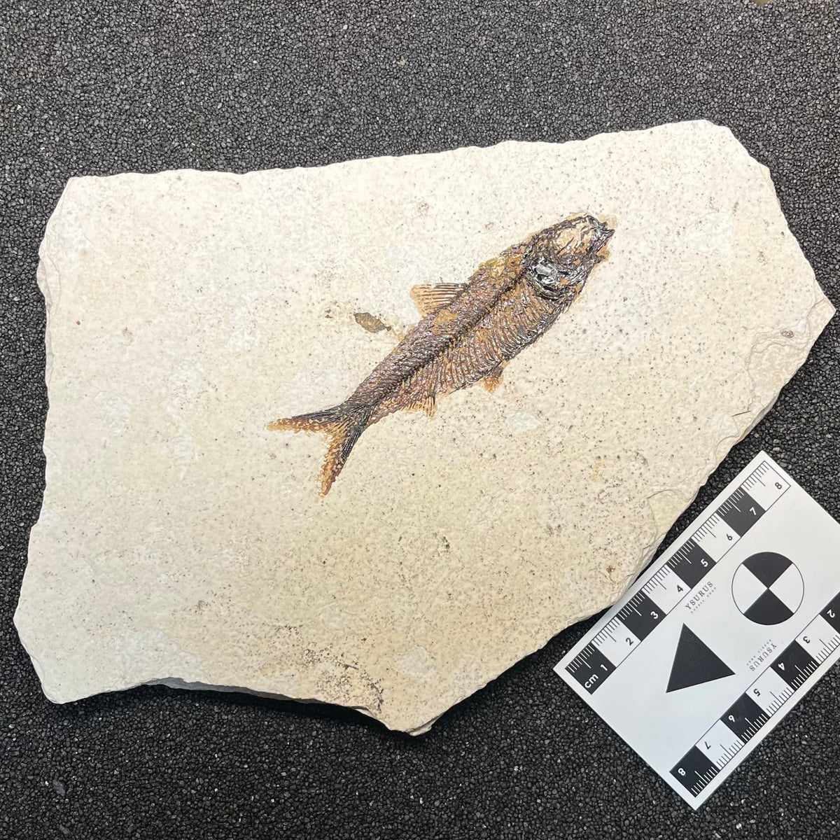 F3074 | Pesce | Knightia eocaena