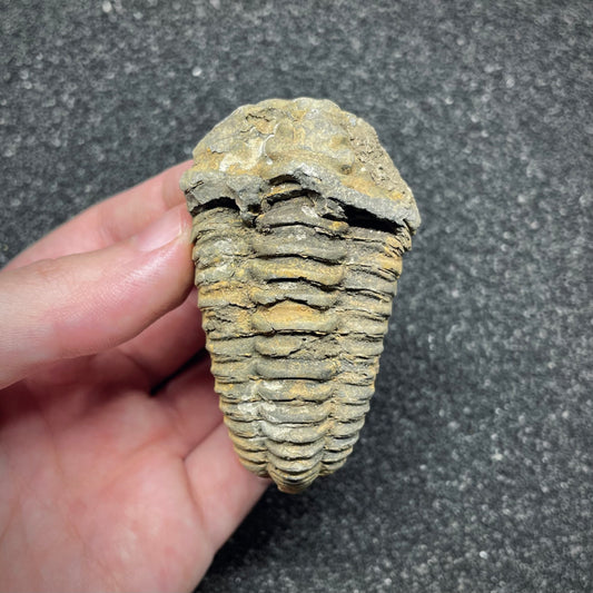 F3014 | Trilobite | Flexicalymene sp.