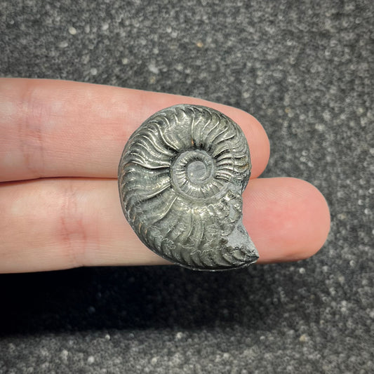 F2882 | Ammonite | Graphoceratidae indet.