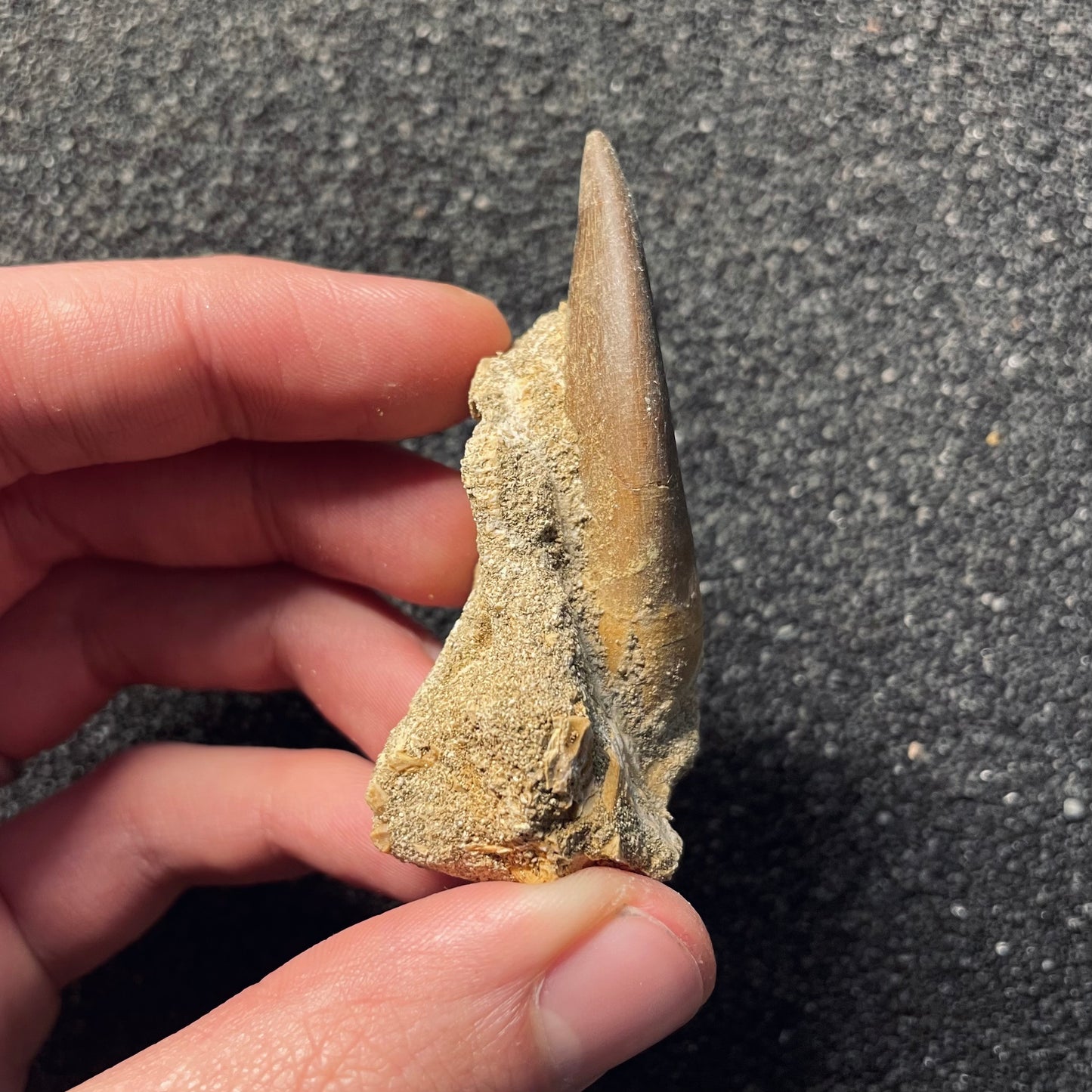 F2121 | Elasmosauro | Zarafasaura oceanis