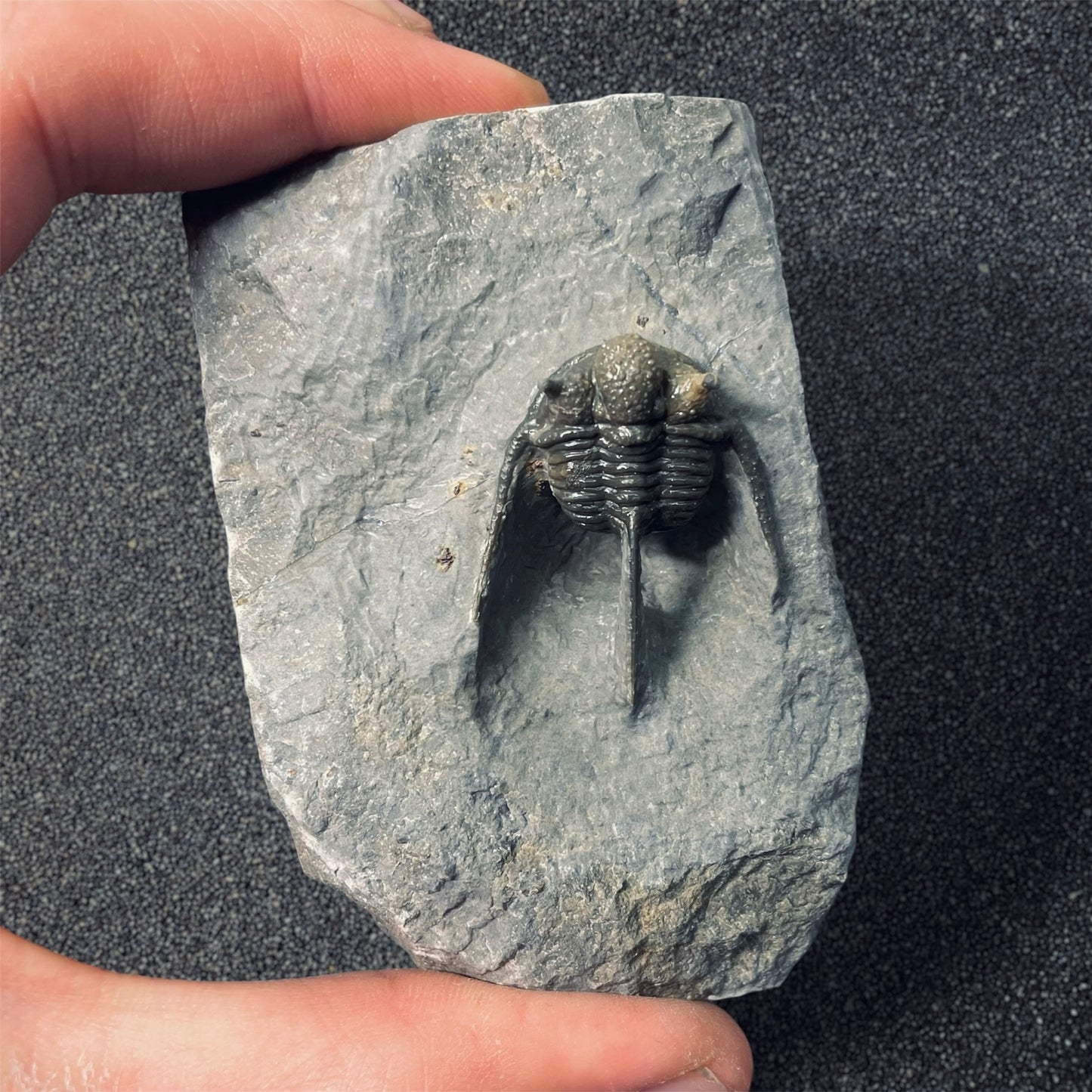 F2586 | Trilobite | Cyphaspis sp.