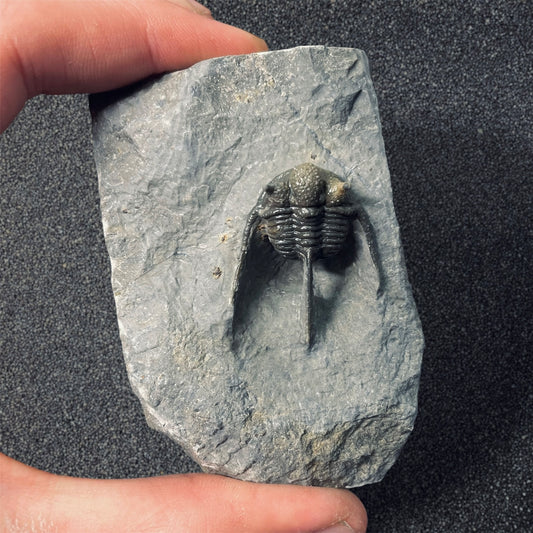 F2586 | Trilobite | Cyphaspis sp.