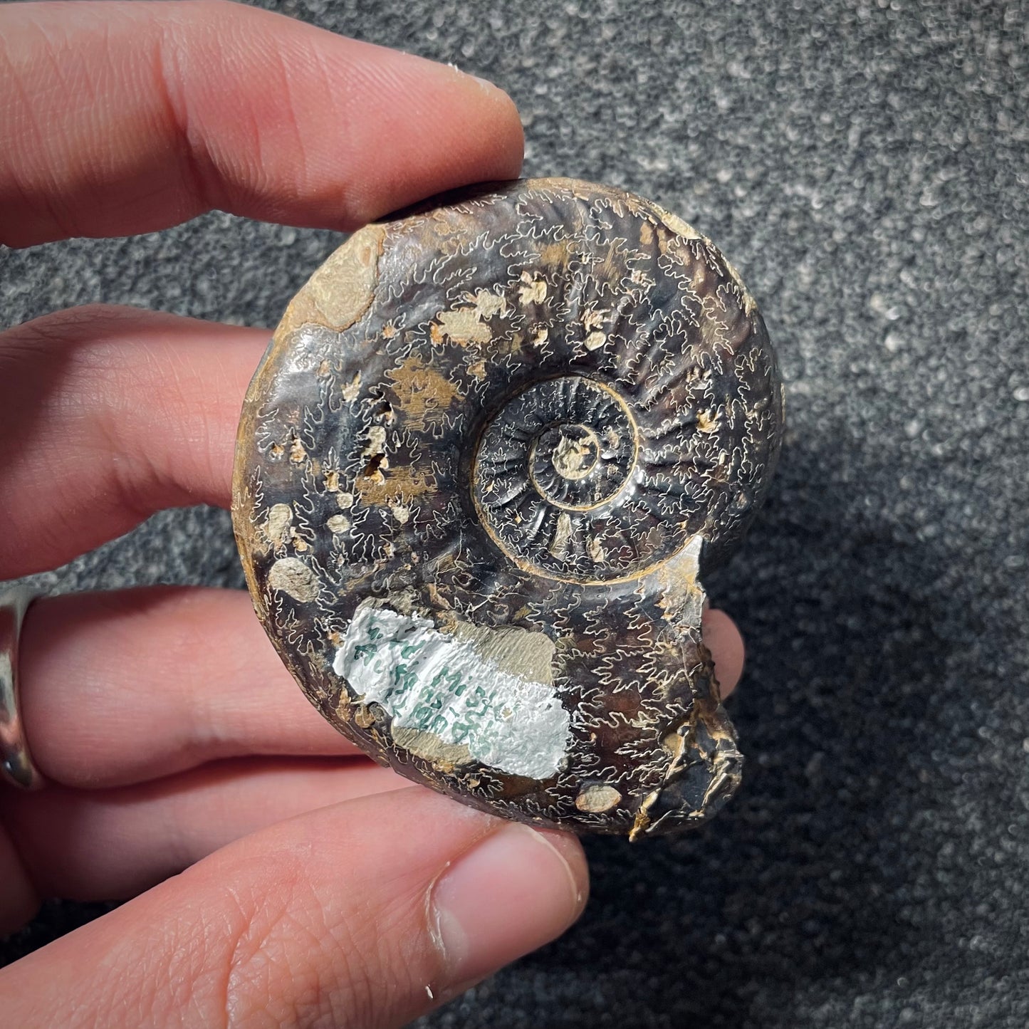 F2551 | Ammonite | Pleydellia sp.