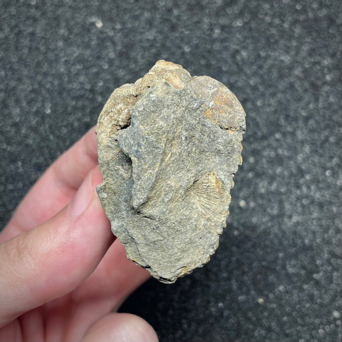 F3010 | Trilobite | Flexicalymene sp.