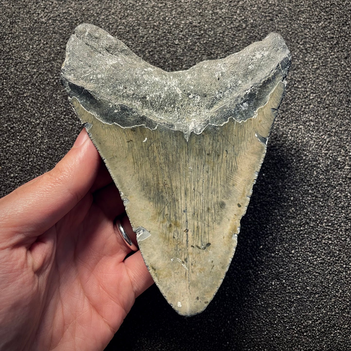 F2134 | Squalo | Otodus megalodon